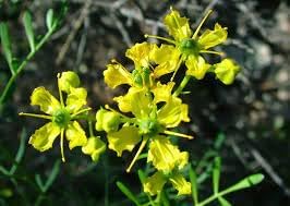 Ruta Graveolens Flower Seeds Heirloom Non GMO Planting - 100 for planting in home garden